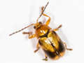 Cryptocephalus pusillus